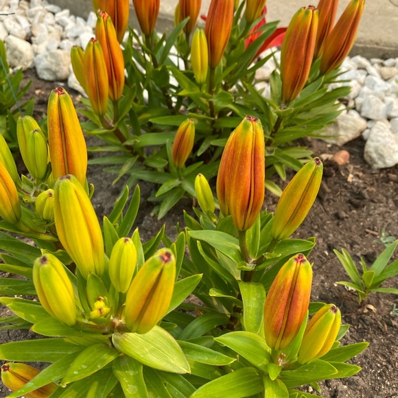 Meet your Posher, Faye - Picture 1 of 1